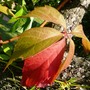 Parthenocissus quinquefolia