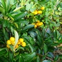 Pyracantha angustifolia (Fire Thorn)