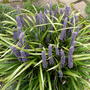 Liriope muscari