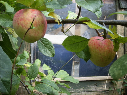 More apples grown from pips