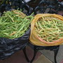 FRENCH RUNNER BEANS
