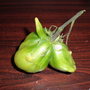 MY ALLOTMENT TOMATOE