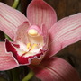 Cymbidium_flower