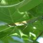 My Mantis'