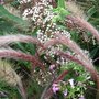 Eupatorium maculatum
