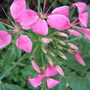 Pink Cleome (Cleome hassleriana (Spider flower))