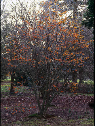 Jelena Witch Hazel (Hamamelis x intermedia)