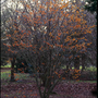 Hamamelis x intermedia