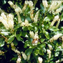 Picture_11