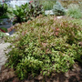 Itea virginica