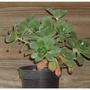 Aeonium gomerense (AEONIUM  GOMERENSE)