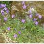 campanula_portenslagiana