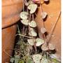 ceropegia woodii.