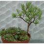 Crassula sarcocaulis 