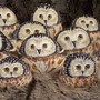 Owls!