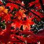 Japanese Maple