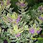 Hebe andersonii Variegata
