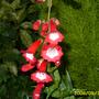 Penstemon