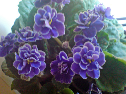 African Violet (Saintpaulia)
