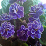 Dsc00071_edited