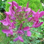 Cleome (Cleome hassleriana)