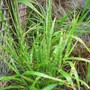 Miscanthus Strictus (Miscanthus sinensis)
