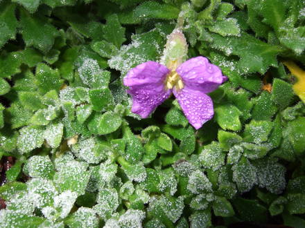 Aubrieta (Aubrieta)