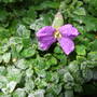 Aubrieta