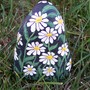 Rock Daisies
