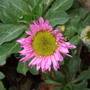 Erigeron