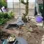Rotting Ceanothus Tree (??)