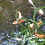 My Fish
