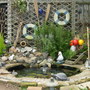 My Pond