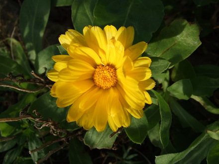 Calendula (Calendula officinalis (English marigold))