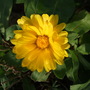 Calendula officinalis (English marigold)