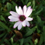 Osteospermum jucundum