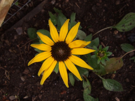 Rudbeckia fulgida 'Goldsturm' (Rudbeckia fulgida)