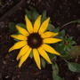 Rudbeckia fulgida