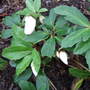 Dhellebore_niger