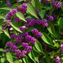 Callicarpa dichotoma