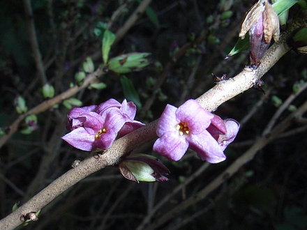 Daphne mezereum (Daphne mezereum)