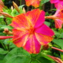 Mirabilis jalapa