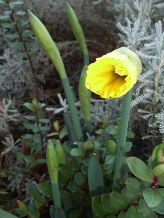 Narcissus 'Cedric Morris' (Narcissus 'Cedric Morris')