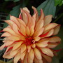 Dahlia. September 13th 2008.