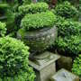 Clipped box and topiary. September 13th 2008. (Buxus sempervirens (Common box))