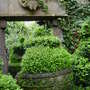 Buxus sempervirens