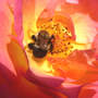 Rose "Mardi Gras" With Friend (Rosa floribunda"Mardi Gras")
