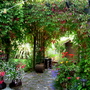 My back yard