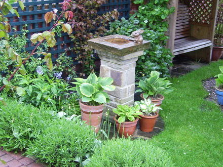 A garden flower photo