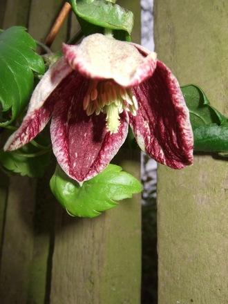 Clematis cirrhosa 'Freckles' (Clematis cirrhosa 'Freckles')